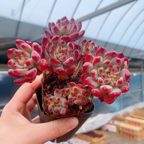 蓝苹果老桩多肉植物蓝精灵绿植盆栽