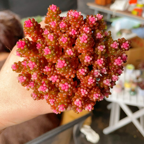 七彩龙珠多肉植物浆果锦樱花锦