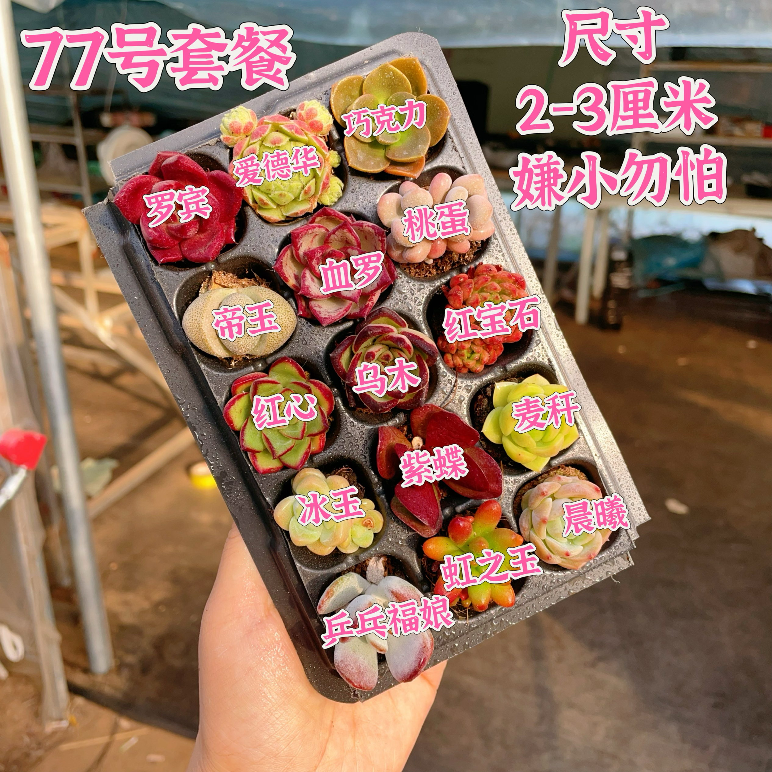【77号套餐】套餐2-3厘米15颗多肉植物组合多肉带托盘