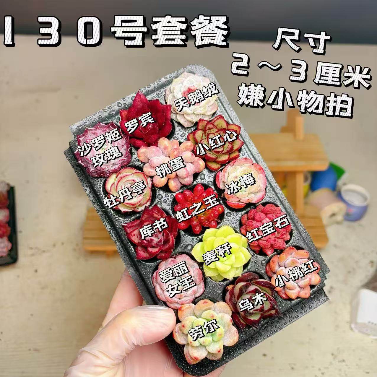 【130号套餐】套餐2-3厘米15颗多肉植物组合多肉带托盘,鲜花速递/花卉仿真/绿植园艺,多肉植物,淘宝优惠券,粉丝福利购,淘宝优惠卷