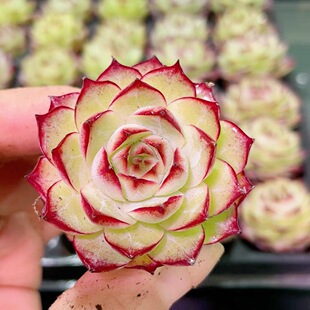 玫瑰花女王多肉植物麦秆女王玫瑰女王带边线多肉植物