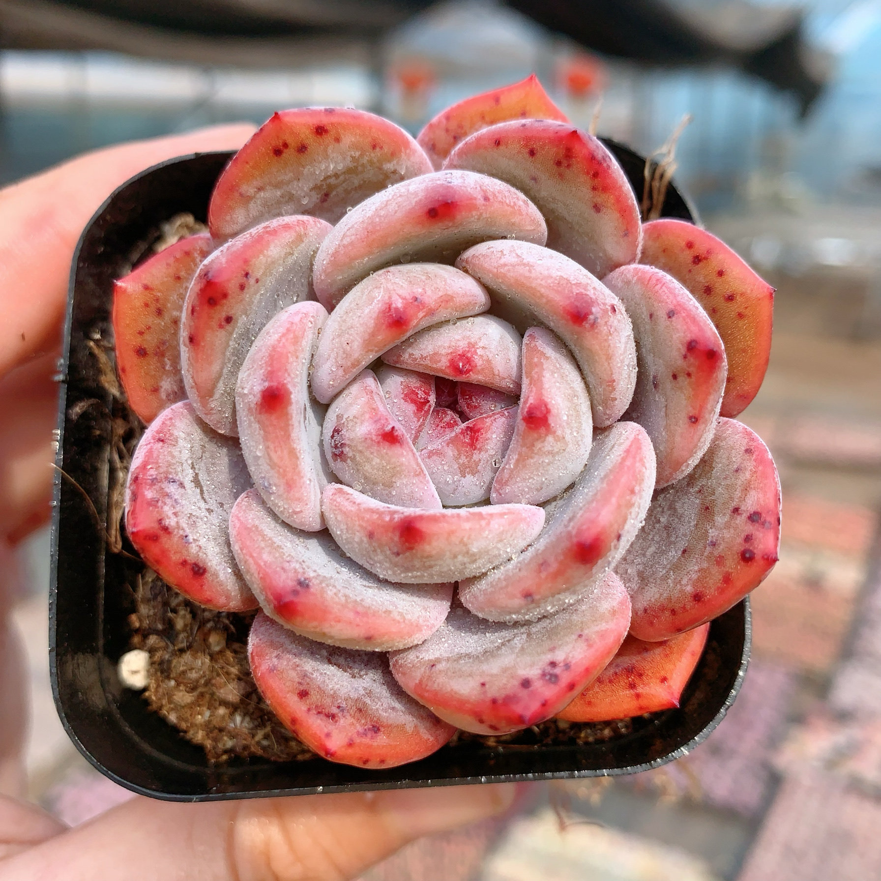 橙梦露多肉植物仙女橙绿植盆栽带盆土,鲜花速递/花卉仿真/绿植园艺,多肉植物,淘宝优惠券,粉丝福利购,淘宝优惠卷