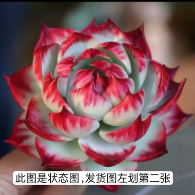 惊鸿仙子多肉植物绿植盆栽稀有品种室内盆栽