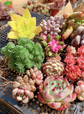 多肉植物小绿植花卉玉露大颗好养精品肉肉带盆老桩