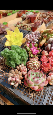 多肉植物小绿植花卉玉露大颗好养精品肉肉带盆老桩