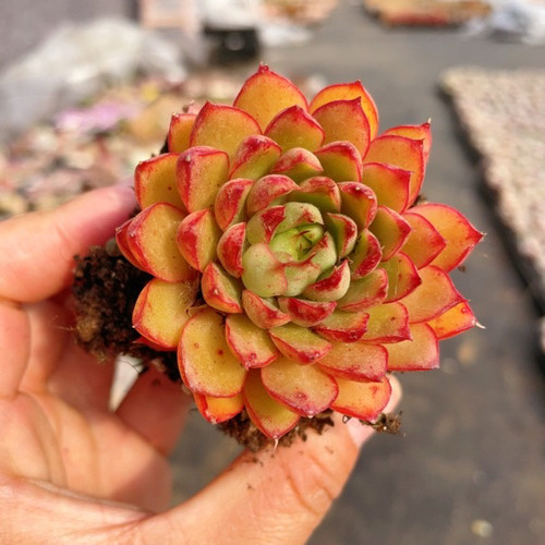猫眼石多肉植物莲花座多肉绿植盆栽