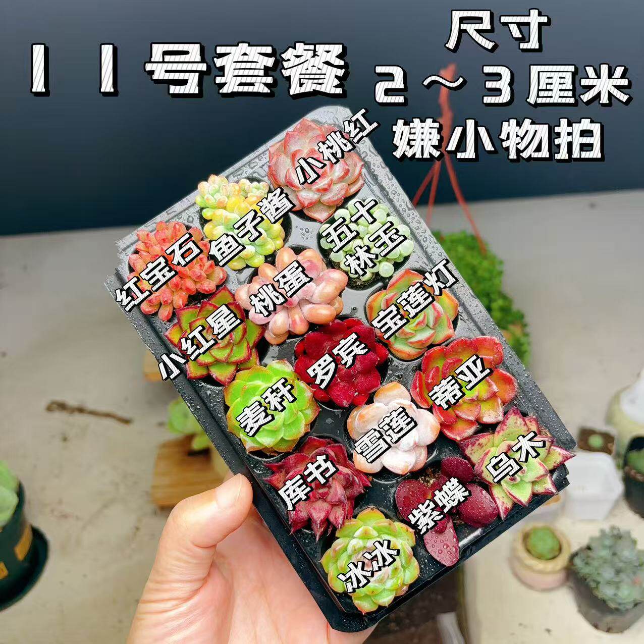 【11号套餐】套餐2-3厘米15颗多肉植物组合多肉带托盘