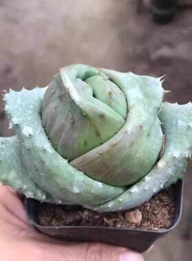 仙人球金元宝芦荟多肉植物室内防辐射绿植花卉