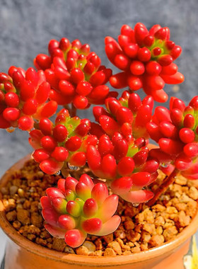 虹之玉锦带盆土相思豆多肉植物绿植盆栽