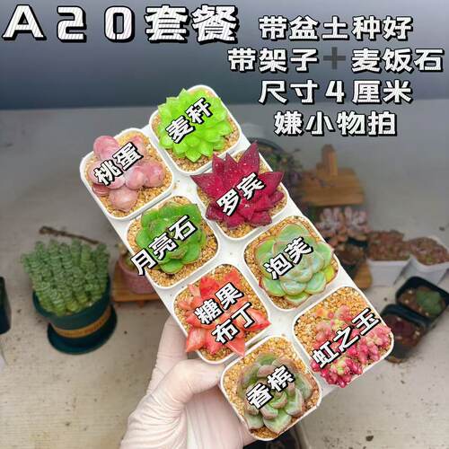 【A20套餐】8颗多肉套餐多肉植物8颗品种带托架