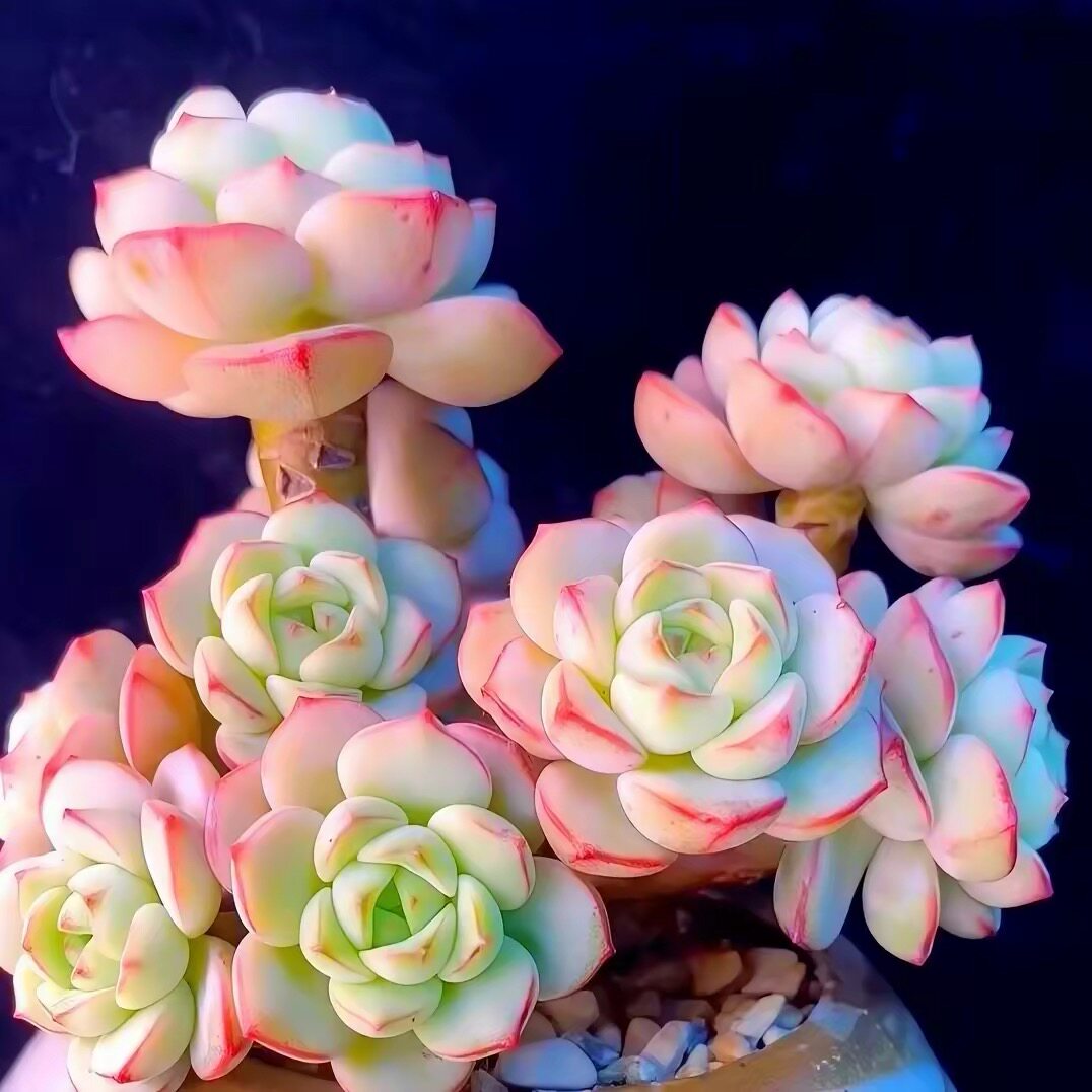 香草多肉植物老桩木质杆绿植盆栽