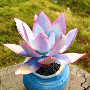 广寒宫薄叶多肉植物老桩盆栽好养防辐射适合室内阳台