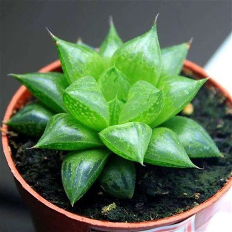 多肉植物玉露寿玉露十二卷玉露绿植