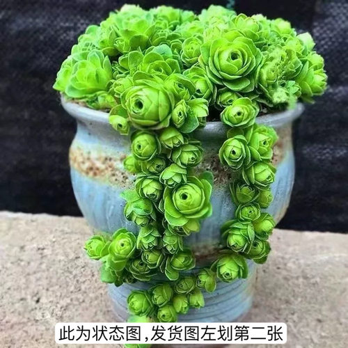 山地玫瑰容易多肉植物