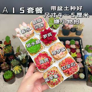 8颗多肉套餐多肉植物8颗品种带托架 A15号套餐