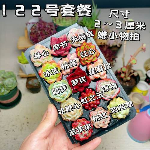 【122号套餐】套餐2-3厘米15颗多肉植物组合多肉带托盘