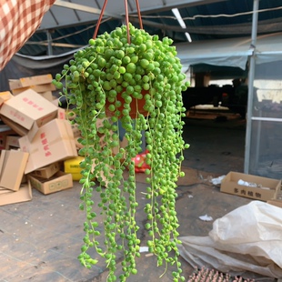 佛珠吊兰多肉植物珍珠吊兰情人泪绿植盆栽