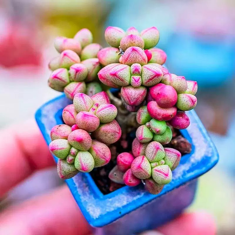 多肉植物紫光小萌物小可爱绿植盆栽