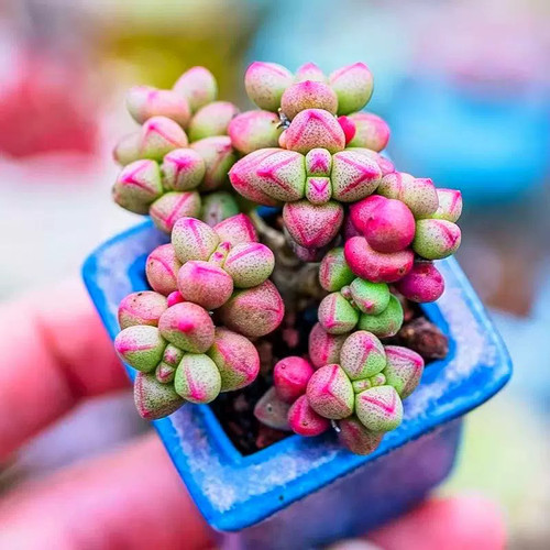 多肉植物紫光小萌物小可爱绿植盆栽