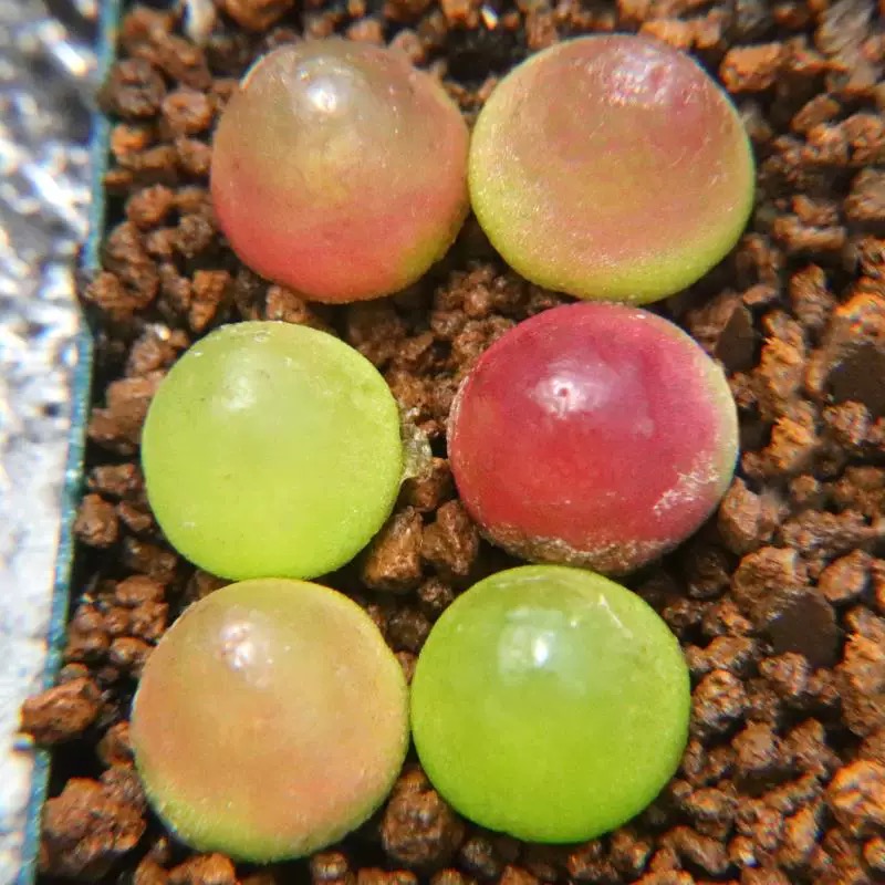 灯泡肉锥毛汗泥多肉植物彩色小萌物