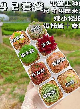 【A42号套餐】8颗多肉套餐多肉植物8颗品种带托架
