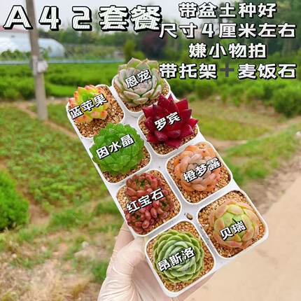 【A42号套餐】8颗多肉套餐多肉植物8颗品种带托架