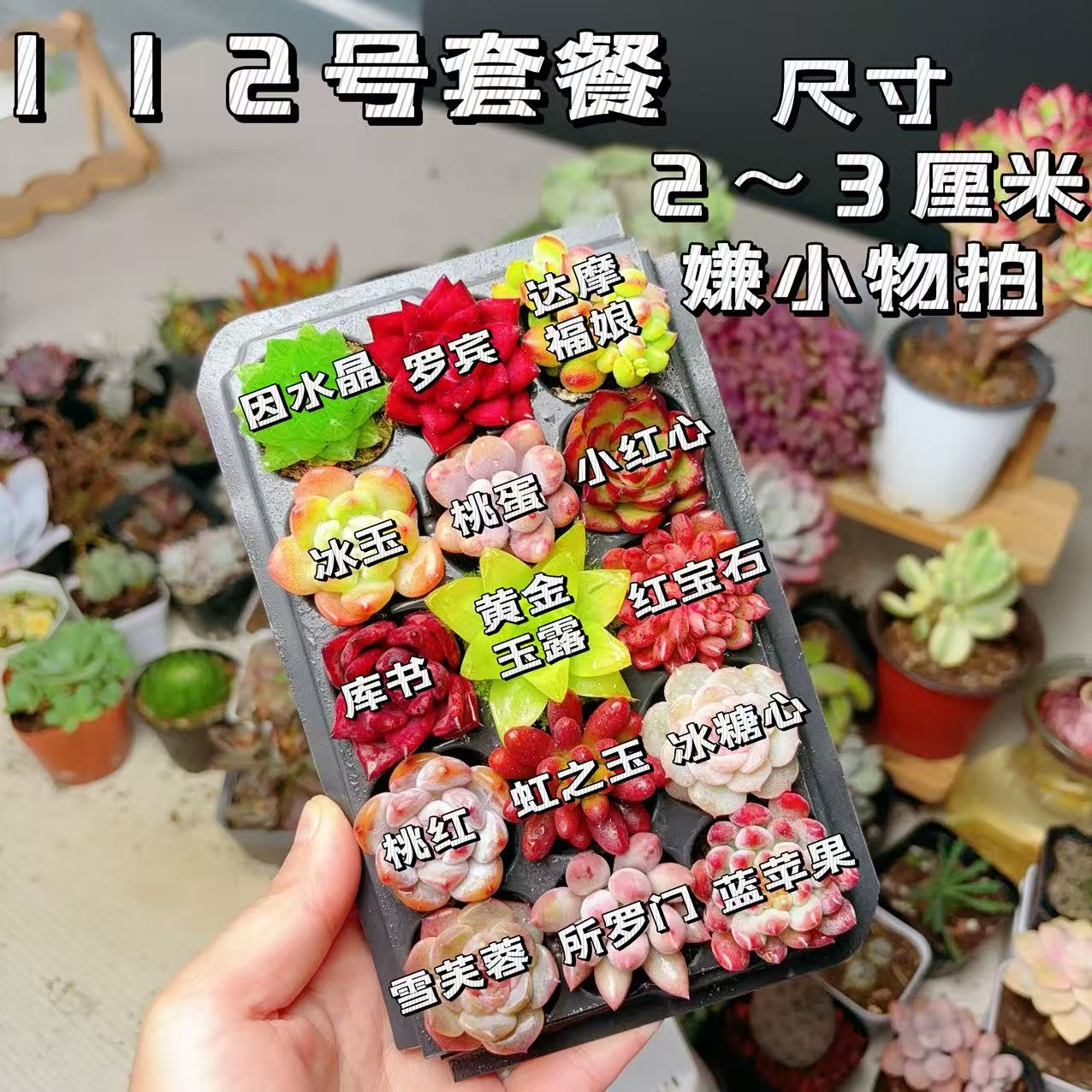 【112号套餐】套餐2-3厘米15颗多肉植物组合多肉带托盘