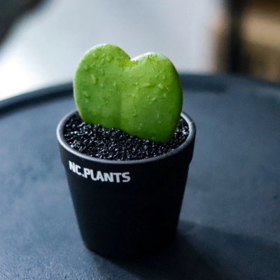 多肉植物仙人一片心爱心多肉带盆土绿植盆栽心叶球兰