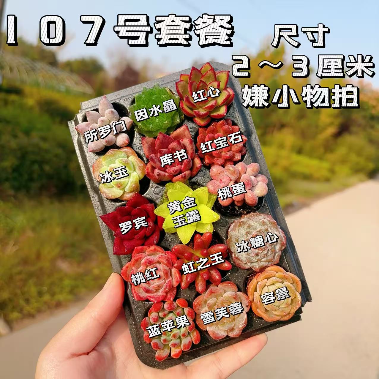 【107号套餐】套餐2-3厘米15颗多肉植物组合多肉带托盘