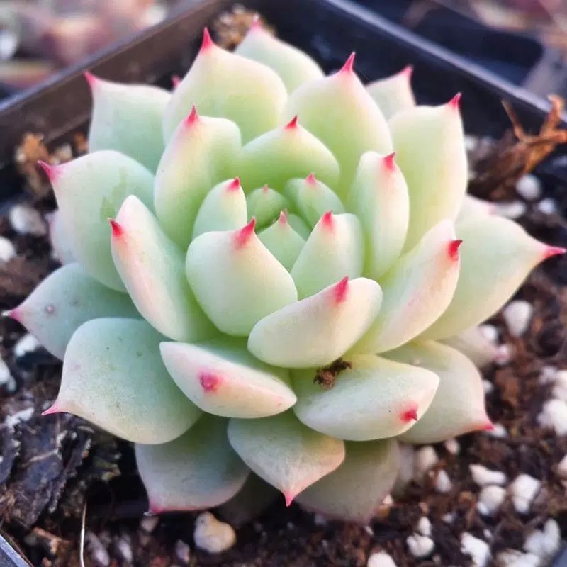 静夜多肉植物盆栽状态好果冻色萌趣花卉莲花多肉