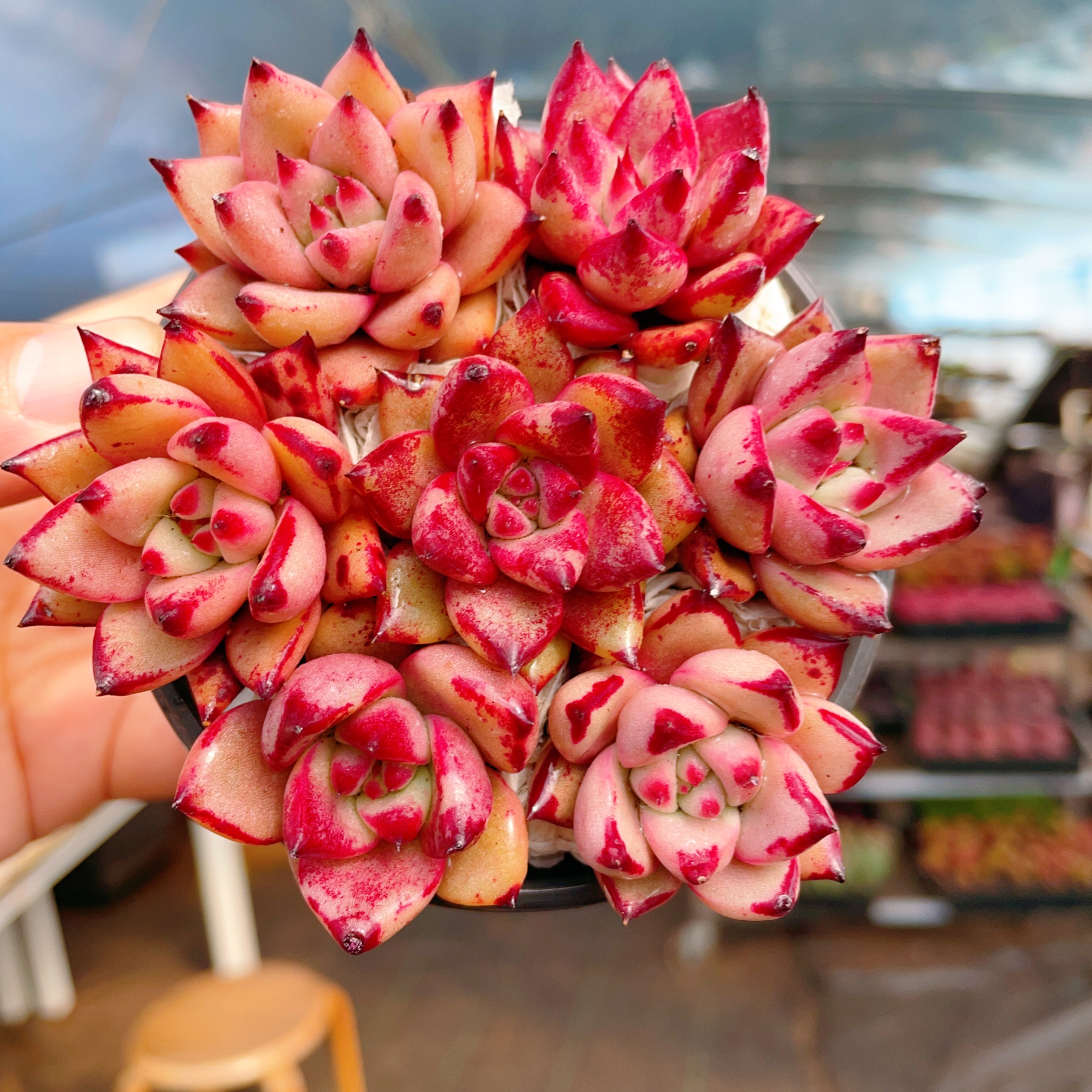 血罗穴盘容易多肉植物