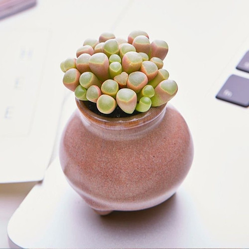 五十玲玉容易多肉植物