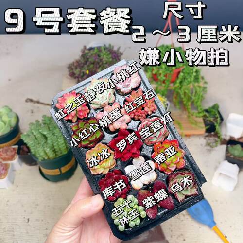 【9号套餐】套餐2-3厘米15颗多肉植物组合多肉带托盘