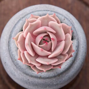 多肉植物粉蝶露娜莲粉色多肉莲花座桌面盆栽绿植