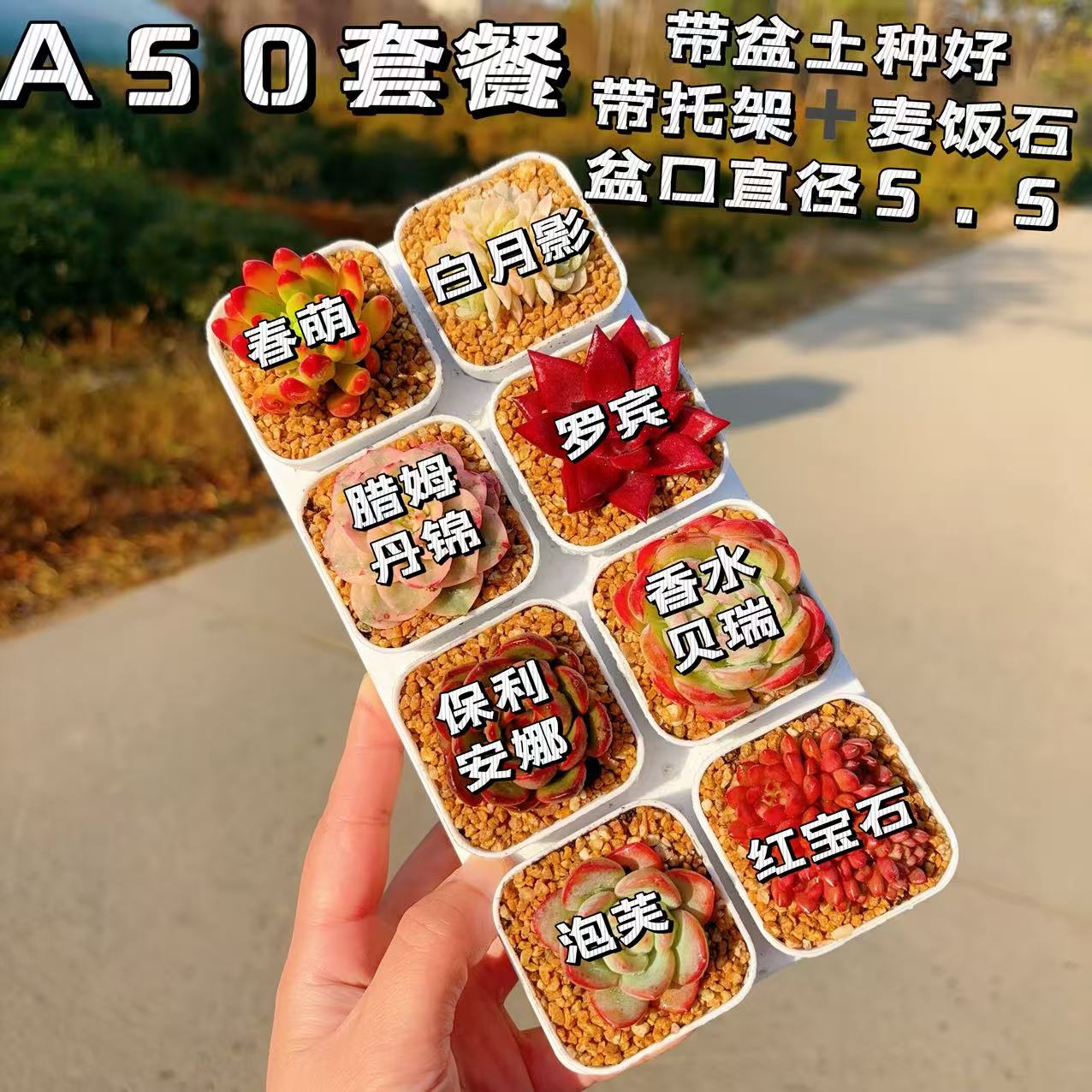 【A50号套餐】8颗多肉套餐多肉植物8颗品种带托架