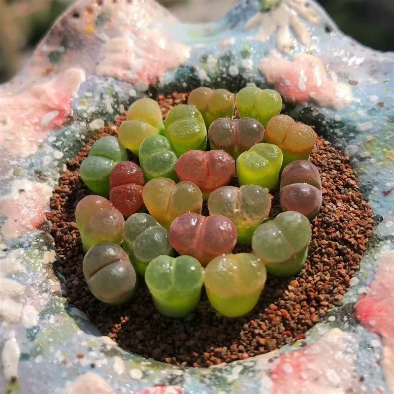 风铃玉肉锥毛汗泥多肉植物绿植盆栽可爱多肉