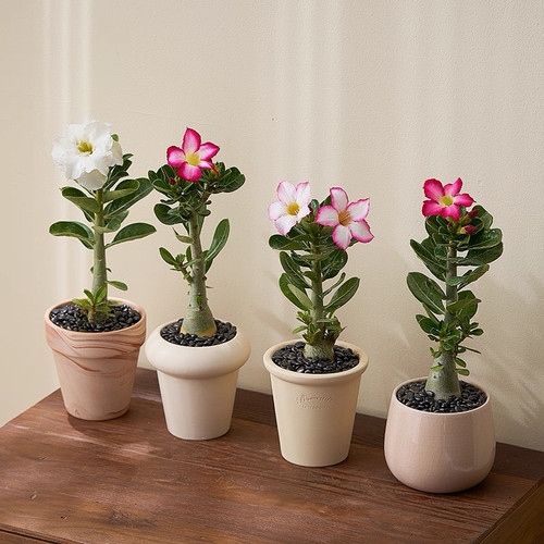 沙漠玫瑰多肉植物开花植物绿植盆栽