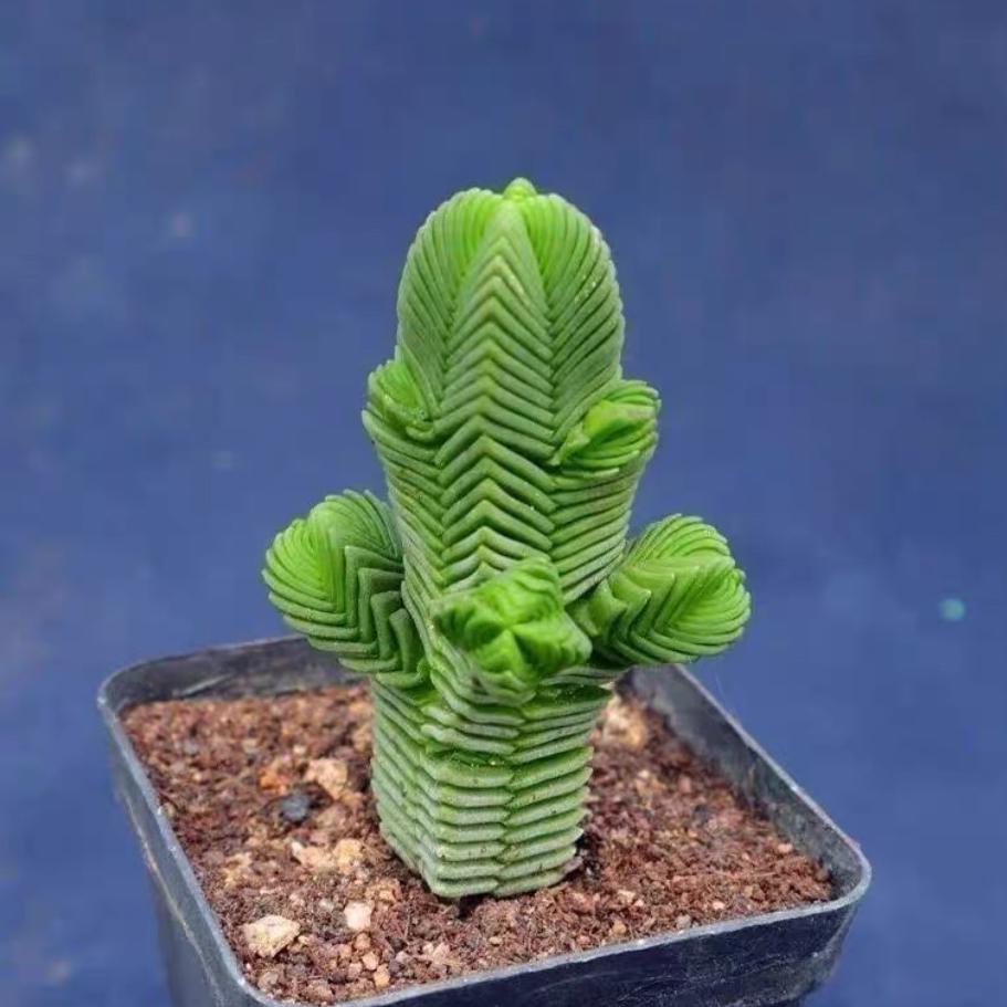 达摩绿塔多肉植物小萌物绿植盆栽