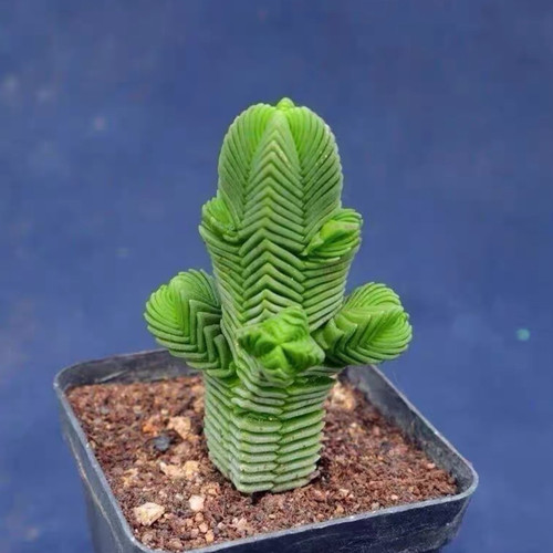 达摩绿塔多肉植物小萌物绿植盆栽