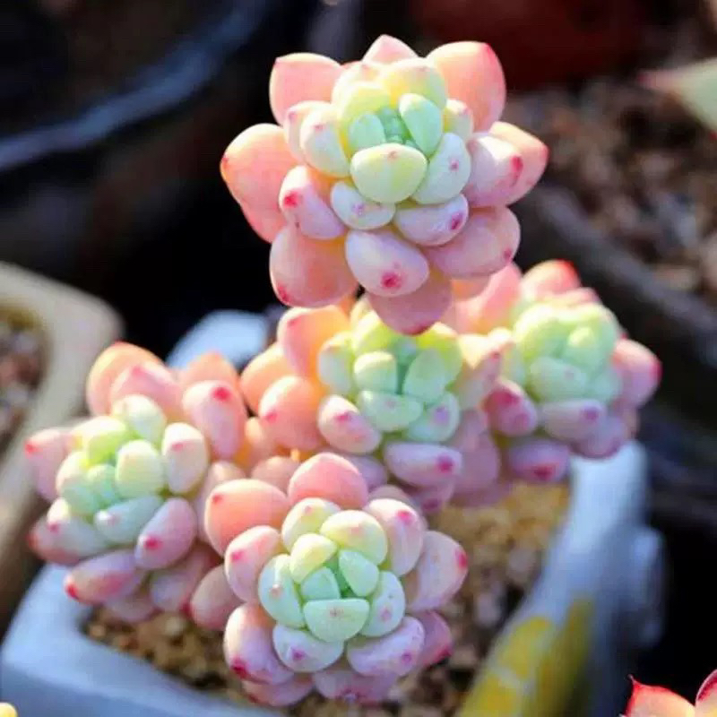 罗琦劳尔带香味多肉植物