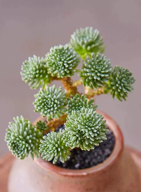 老桩球松多肉植物盆栽小盆景绿植盆栽