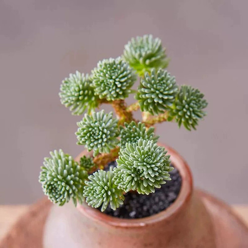 老桩球松多肉植物盆栽小盆景绿植盆栽