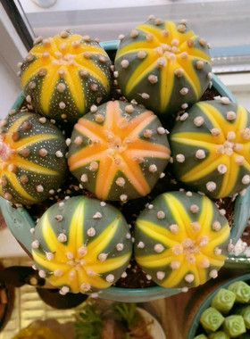 星兜锦小南瓜多肉植物