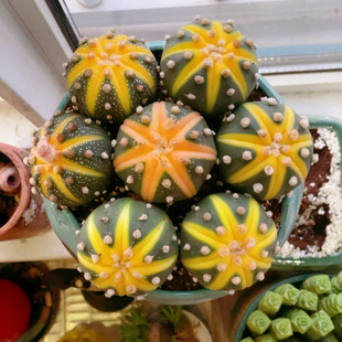 多肉植物星兜锦仙人球开花仙人球小南瓜