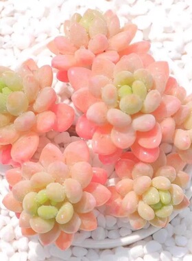 多肉植物达芙妮鱼子酱洛可可带香味多肉绿植盆栽