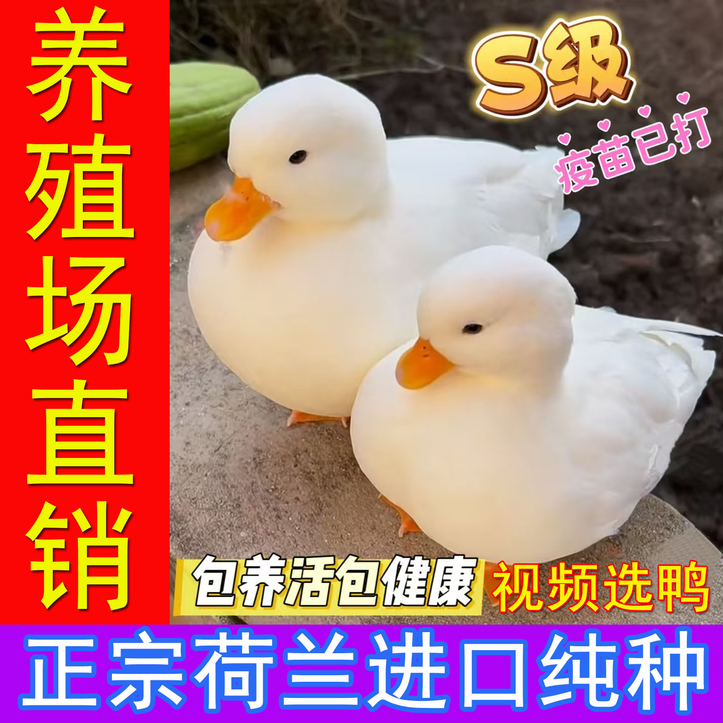 荷兰纯种柯尔鸭S级正品假一罚十