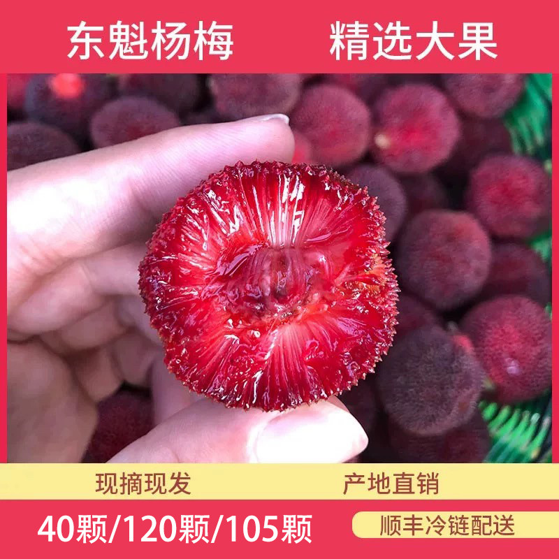 2026年浙江宁波产精品东魁杨梅时令水果高山当季新鲜水果