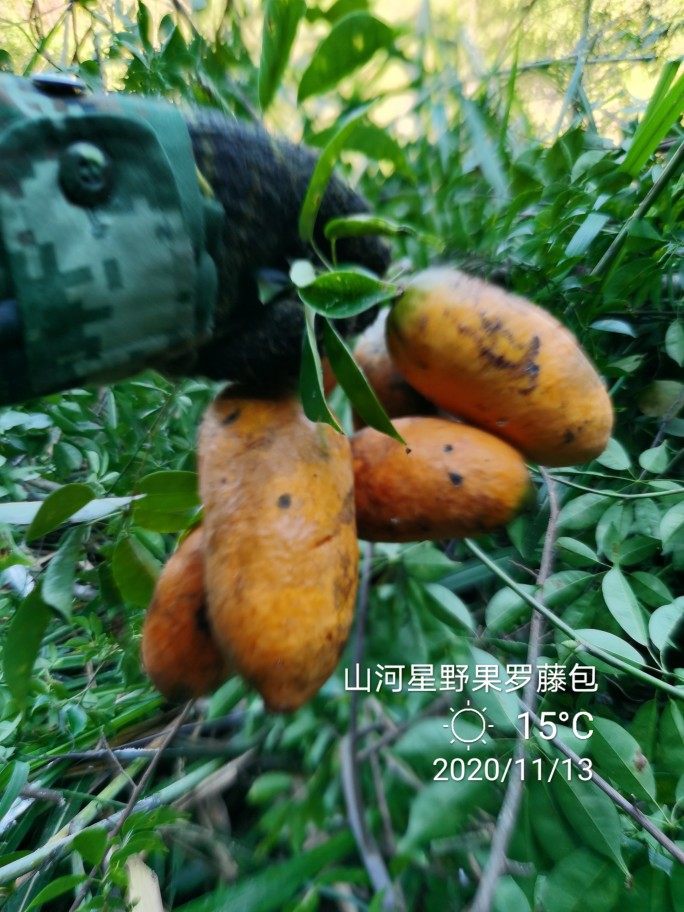 新鲜牛卵坨儿童孕妇奇异不常见没见过罕见稀奇的土野生水果八月瓜