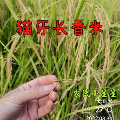 猫牙香米种植长粒好吃稻谷细长大米稻谷汕稻水稻谷老种常规稻自留
