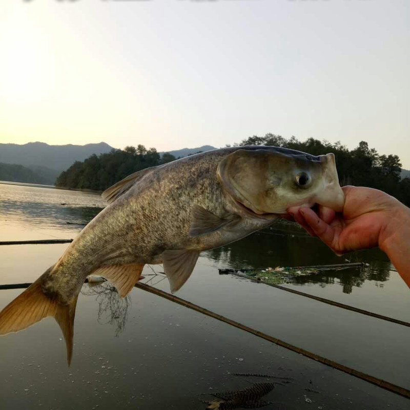 山河星鳙鱼大头鲢黑花鲢九龙湖泉水新鲜胖头鱼闽清流星溪河鱼2斤